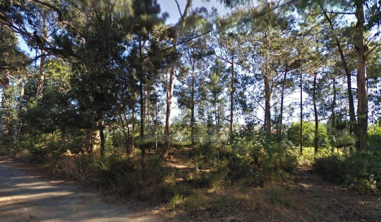 Terreno para Venda em Pinheiro da Bemposta, Travanca e Palmaz Foto 3