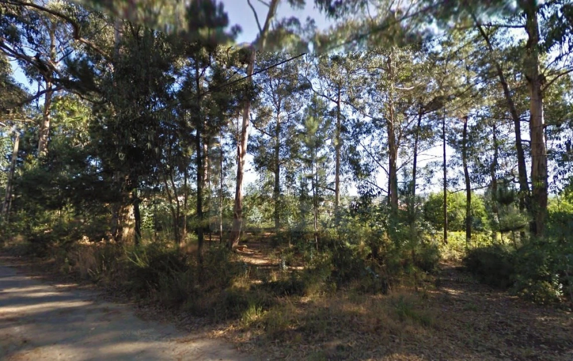 Terreno para Venda em Pinheiro da Bemposta, Travanca e Palmaz Foto 4