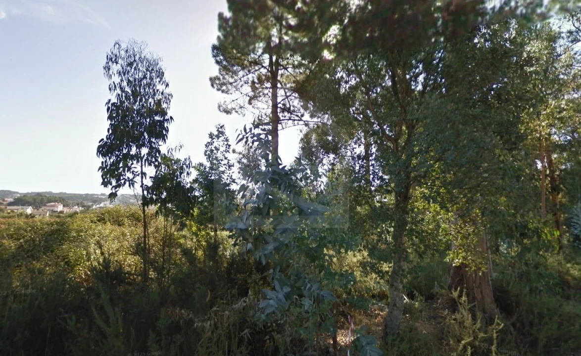 Terreno para Venda em Pinheiro da Bemposta, Travanca e Palmaz Foto 5