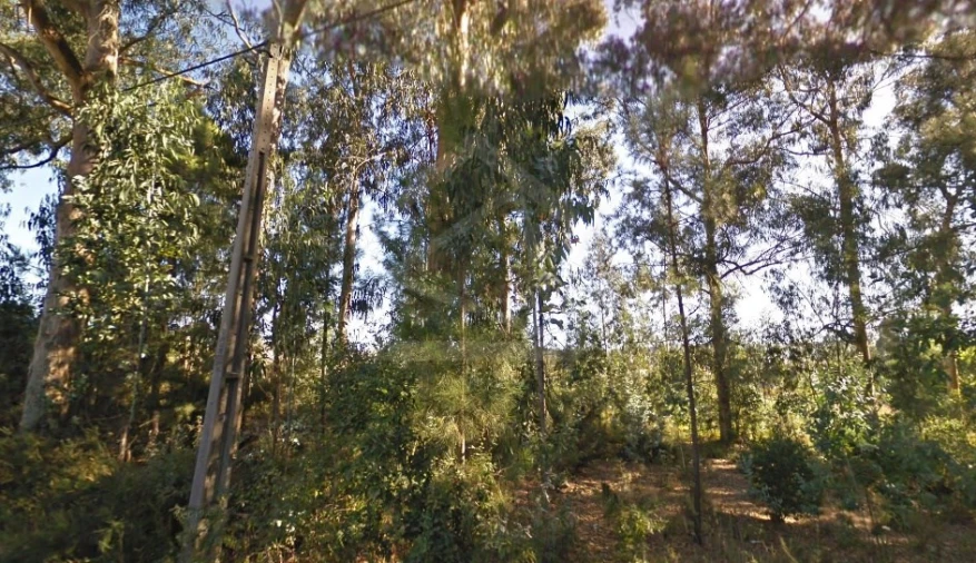 Terreno para Venda em Pinheiro da Bemposta, Travanca e Palmaz Foto 2