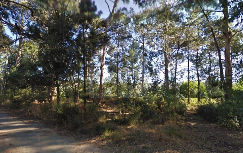 Terreno para Venda em Pinheiro da Bemposta, Travanca e Palmaz Foto 4