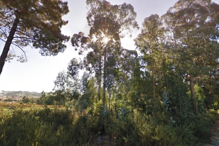 Terreno para Venda em Pinheiro da Bemposta, Travanca e Palmaz Foto 6