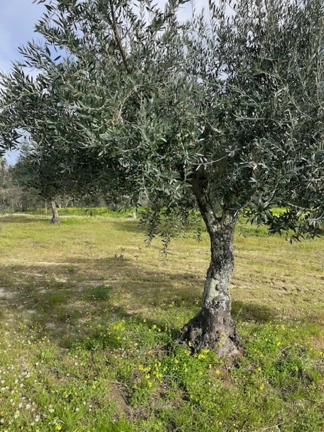 Terreno para Venda em Foros de Arrão Foto 5