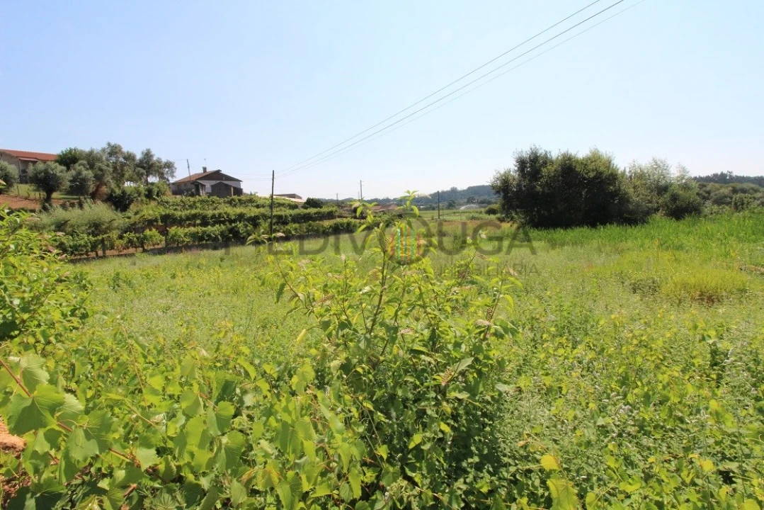 Terreno para Venda em Macinhata do Vouga Foto 5