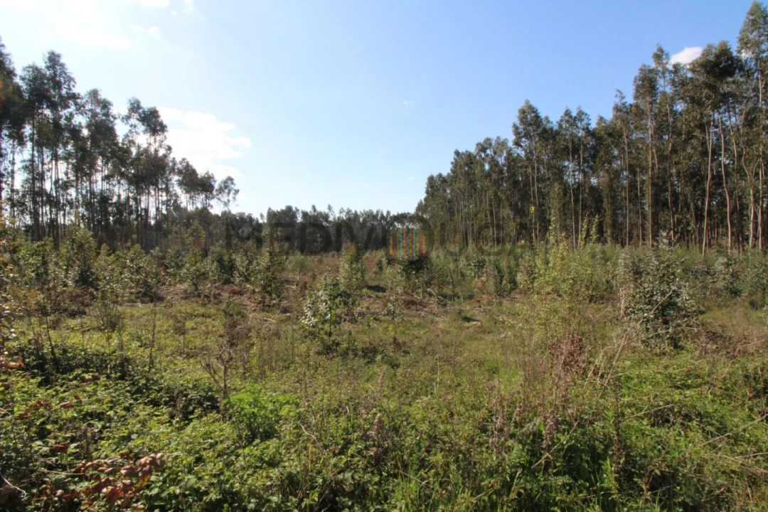 Terreno para Venda em Aguada de Cima Foto 5