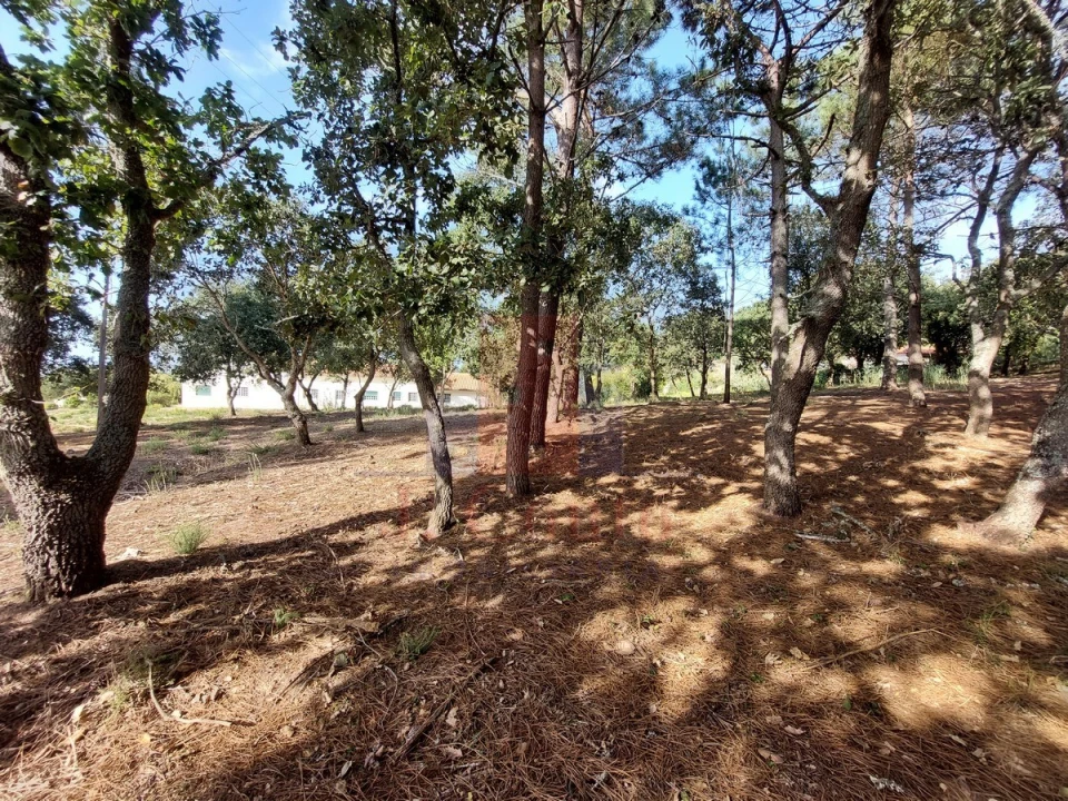 Terreno para Venda em Tornada e Salir do Porto Foto 2