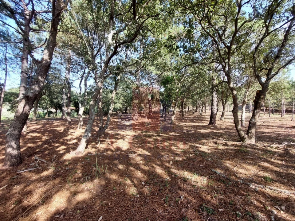 Terreno para Venda em Tornada e Salir do Porto Foto 3