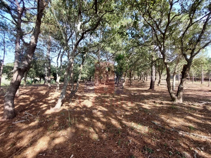 Terreno para Venda em Tornada e Salir do Porto Foto 3