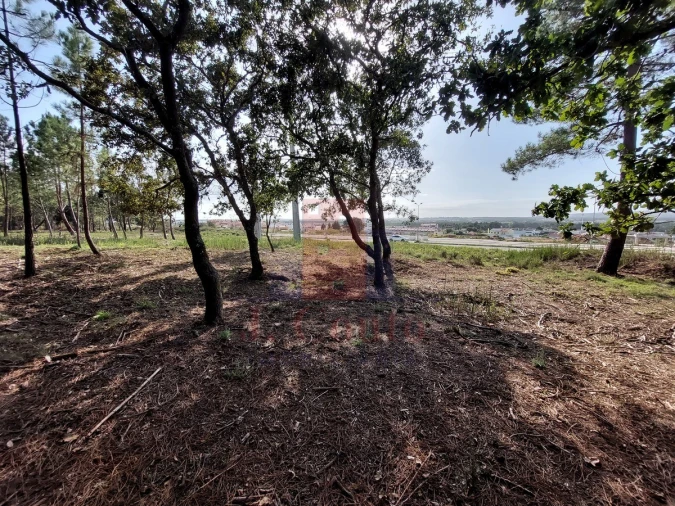 Terreno para Venda em Tornada e Salir do Porto Foto 4