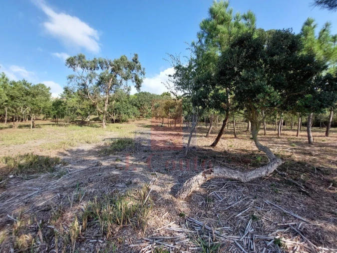 Terreno para Venda em Tornada e Salir do Porto Foto 9