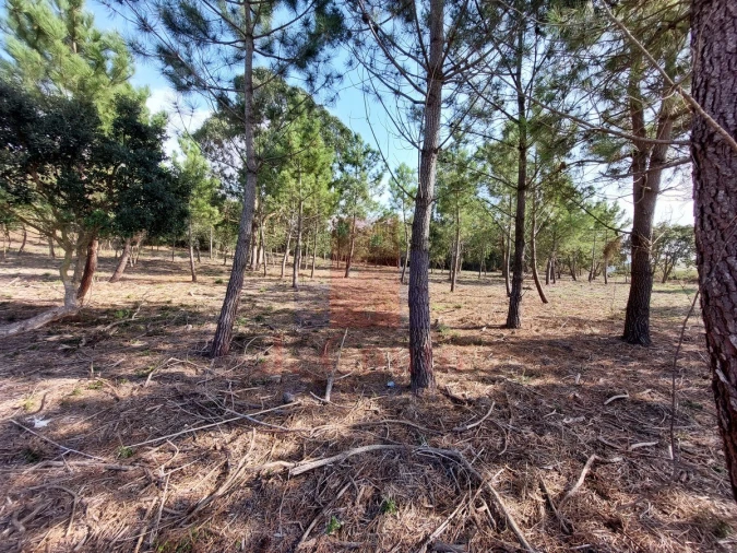 Terreno para Venda em Tornada e Salir do Porto Foto 10