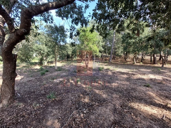 Terreno para Venda em Tornada e Salir do Porto Foto 12