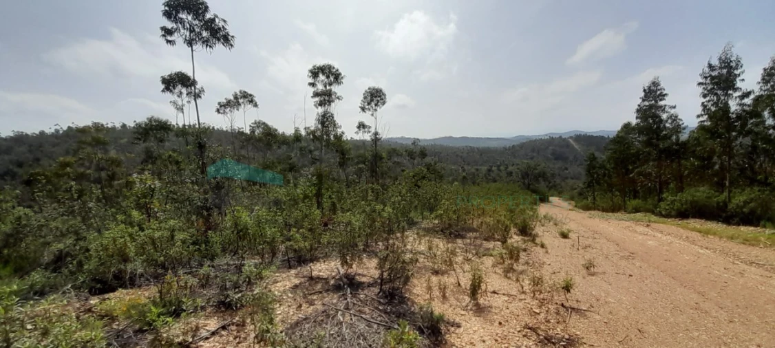 Terreno para Venda em Saboia Foto 7