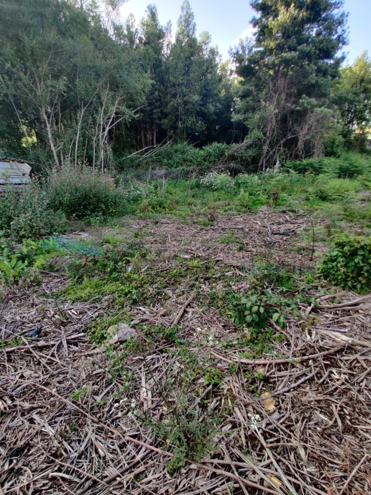 Terreno para Venda em Grijó e Sermonde Foto 6