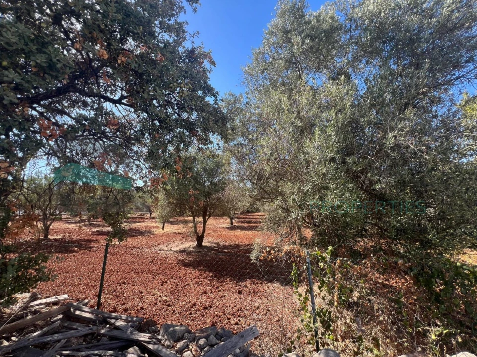 Terreno para Venda em Loule (São Clemente) Foto 7