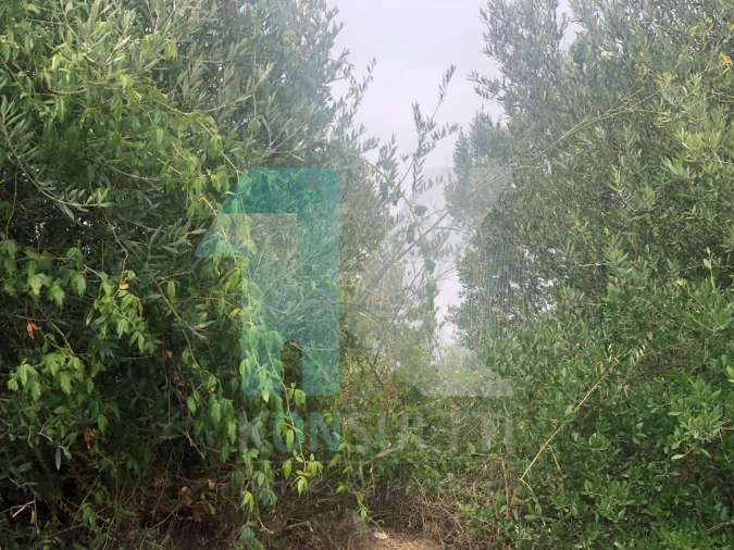 Terreno para Venda em Cascais e Estoril Foto 2