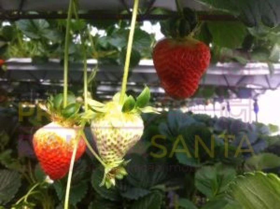 Terreno para Venda em Samuel Foto 16