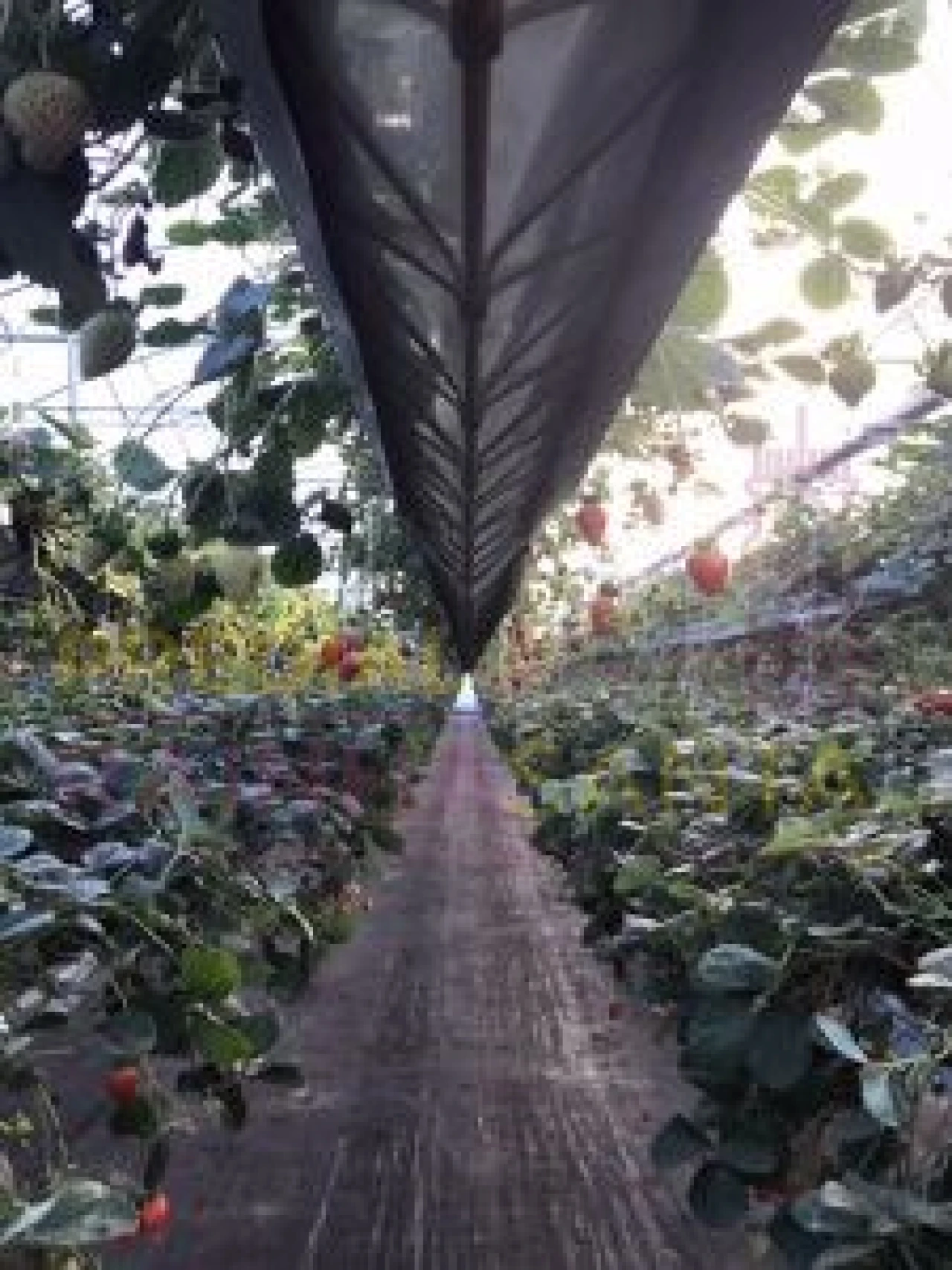 Terreno para Venda em Samuel Foto 14