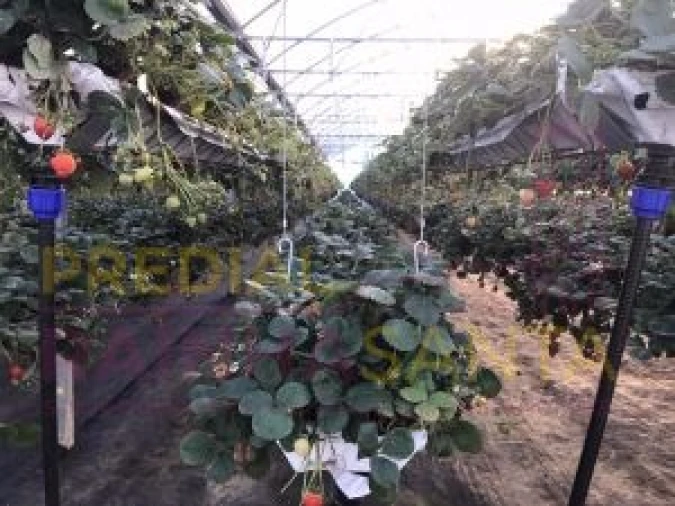 Terreno para Venda em Samuel Foto 13