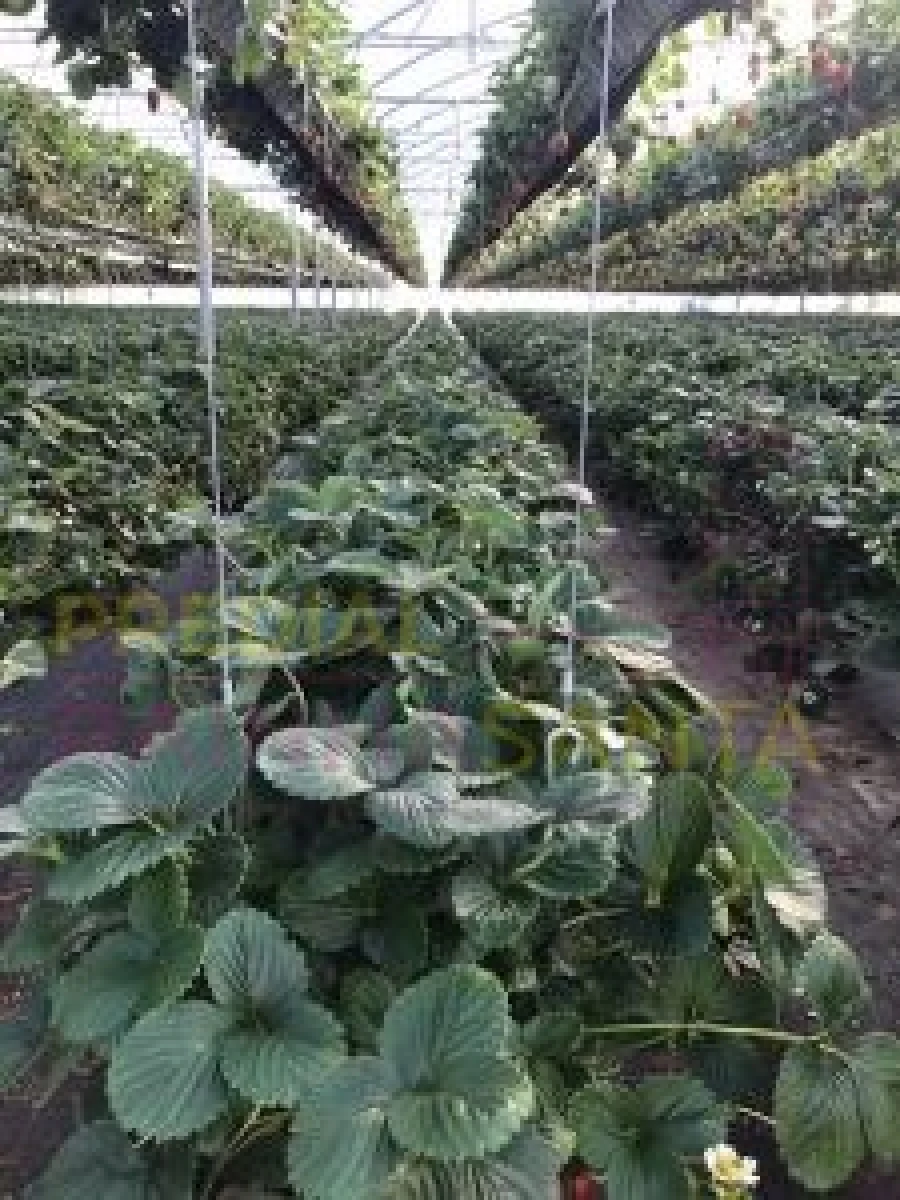 Terreno para Venda em Samuel Foto 11