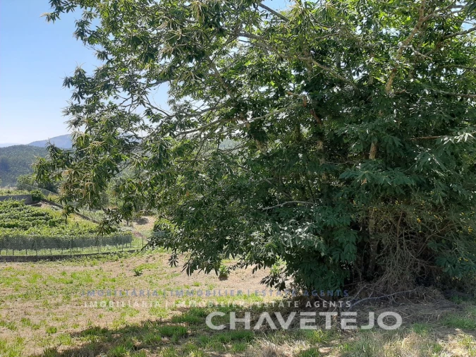 Terreno para Venda em Beco Foto 16