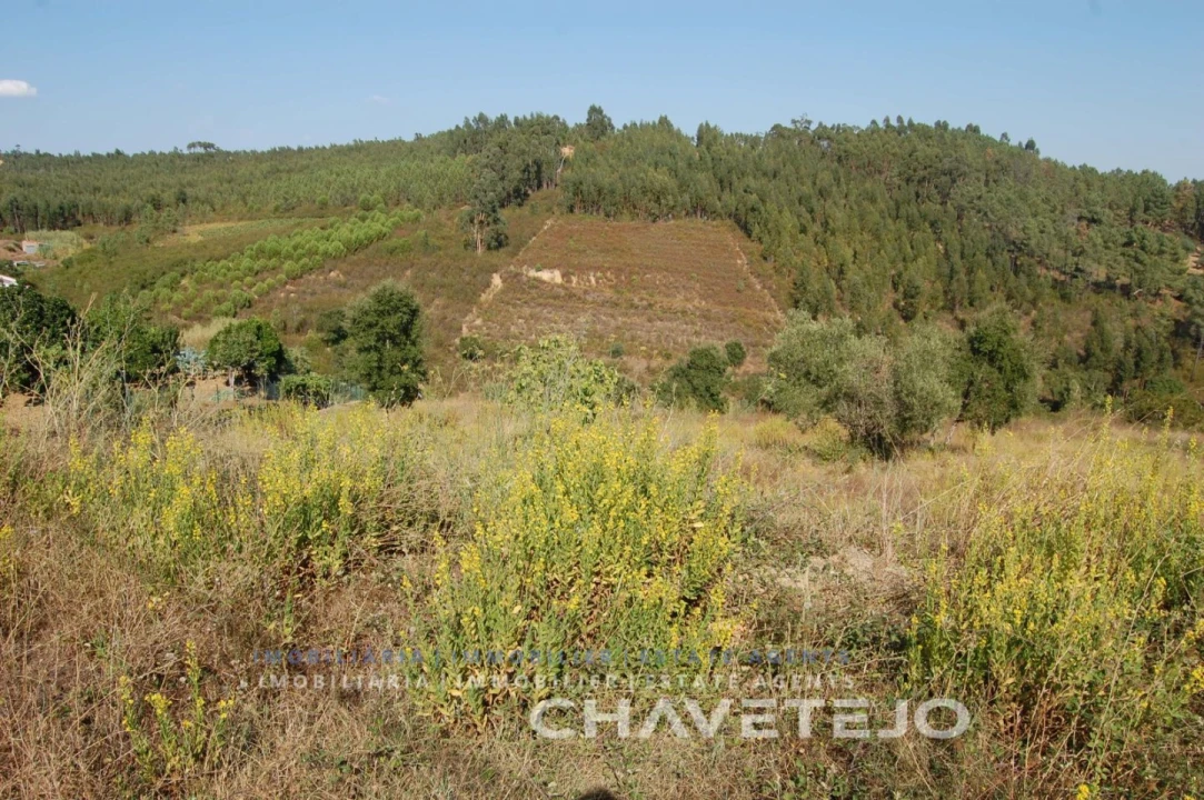 Terreno para Venda em São Pedro de Tomar Foto 4