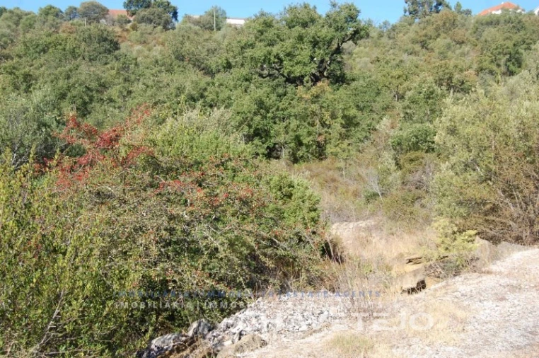 Terreno para Venda em Além da Ribeira e Pedreira Foto 2