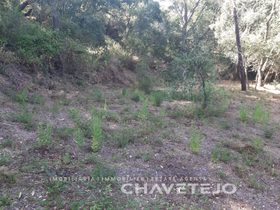 Terreno para Venda em Serra e Junceira Foto 7
