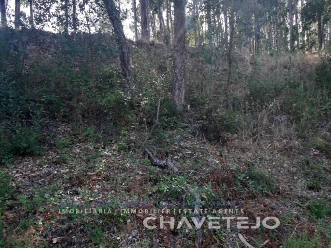 Terreno para Venda em Serra e Junceira Foto 5