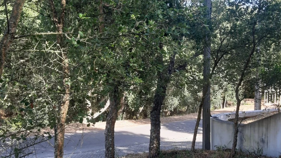 Terreno para Venda em Serra e Junceira