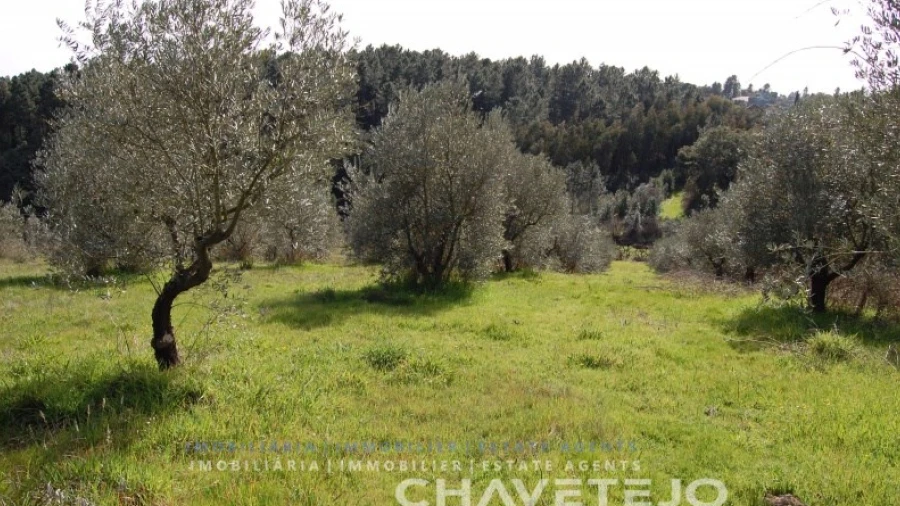 Terreno para Venda em Olalhas