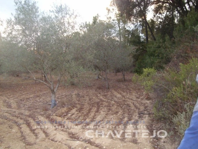 Terreno para Venda em Paialvo Foto 2