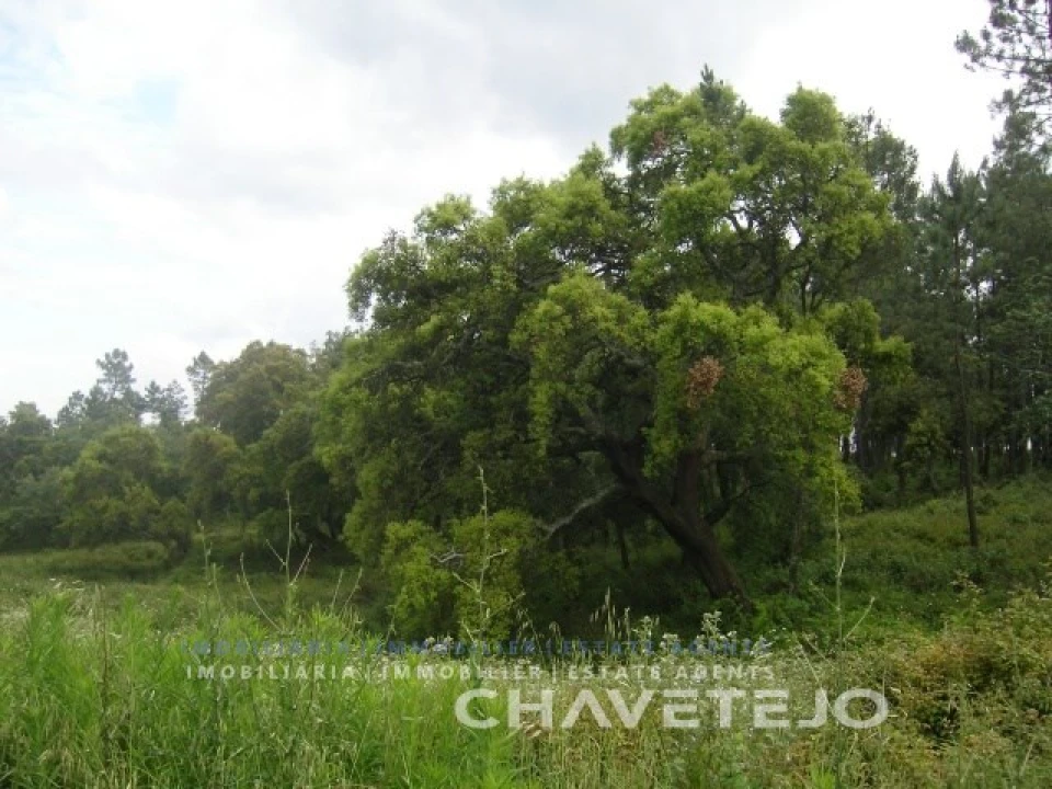 Terreno para Venda em Olalhas Foto 8