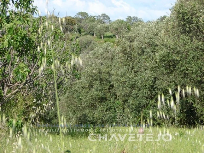 Terreno para Venda em Olaia e Paço Foto 4