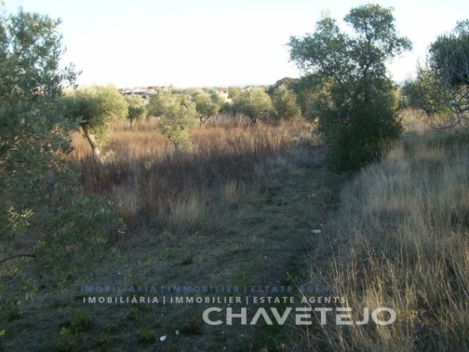 Terreno para Venda em Olaia e Paço Foto 4