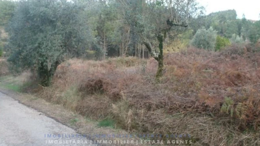 Terreno para Venda em Serra e Junceira
