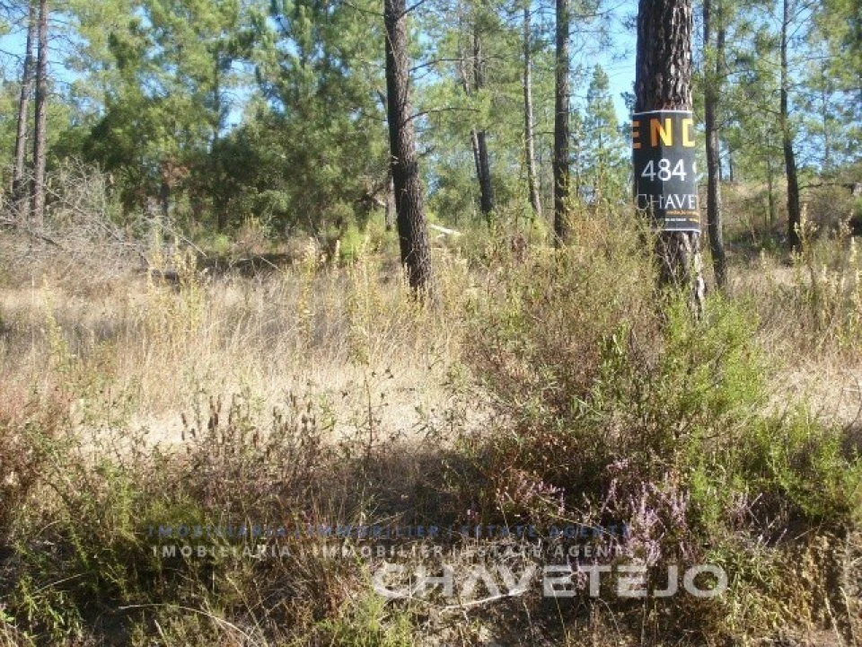 Terreno para Venda em São Pedro de Tomar Foto 2
