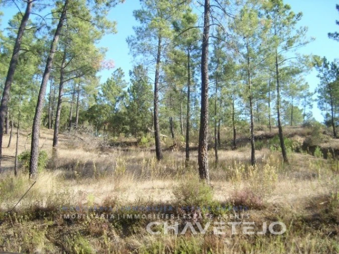 Terreno para Venda em São Pedro de Tomar Foto 1
