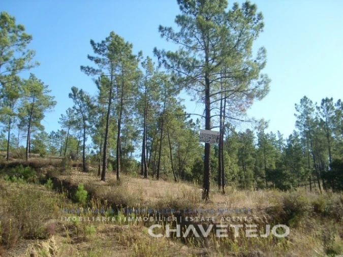 Terreno para Venda em São Pedro de Tomar Foto 3