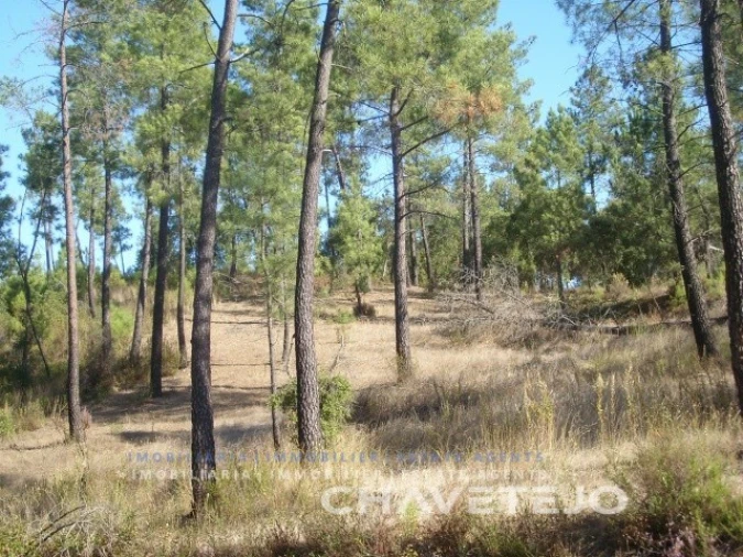 Terreno para Venda em São Pedro de Tomar Foto 4