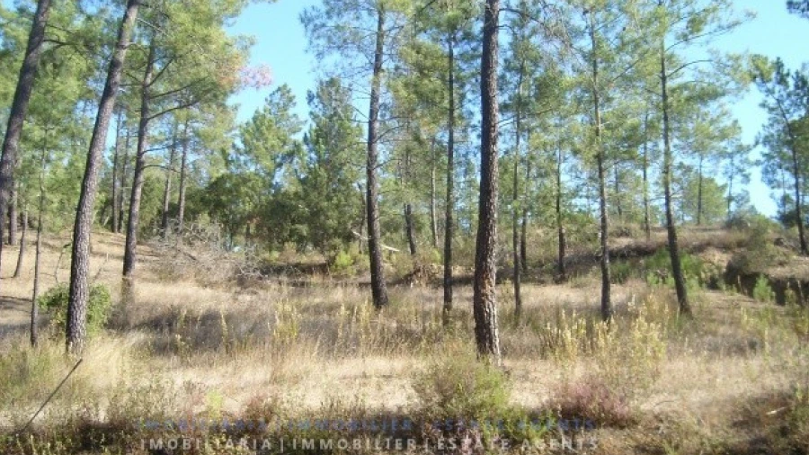 Terreno para Venda em São Pedro de Tomar