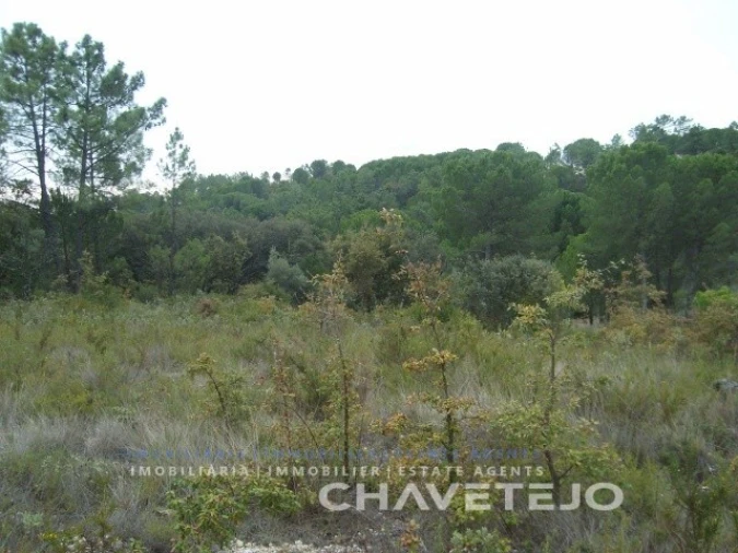 Terreno para Venda em Carregueiros Foto 10