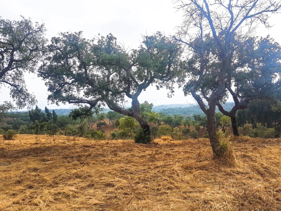 Terreno para Venda em Santiago do Cacém, Santa Cruz e São Bartolomeu da Serra Foto 3