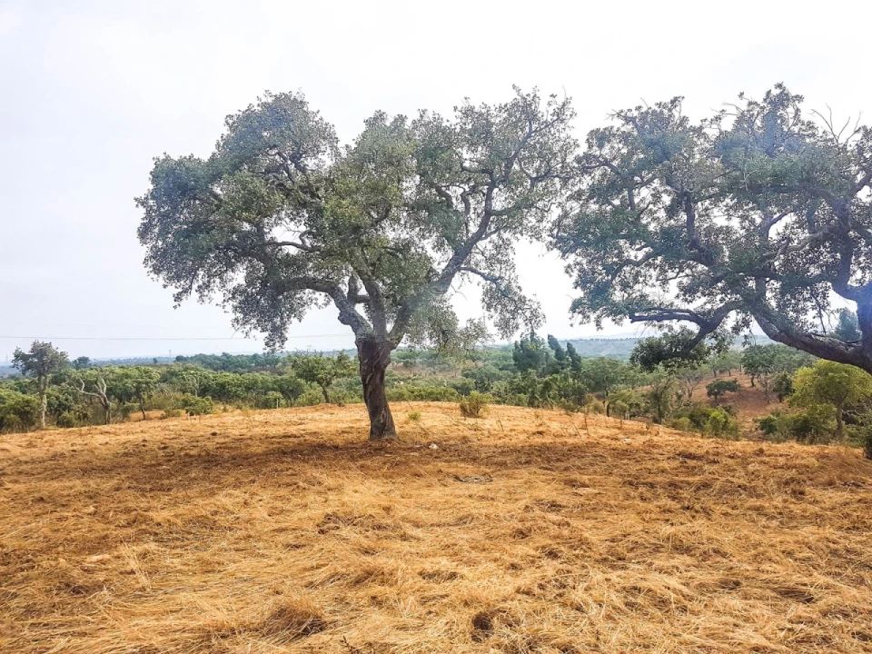 Terreno para Venda em Santiago do Cacém, Santa Cruz e São Bartolomeu da Serra Foto 4