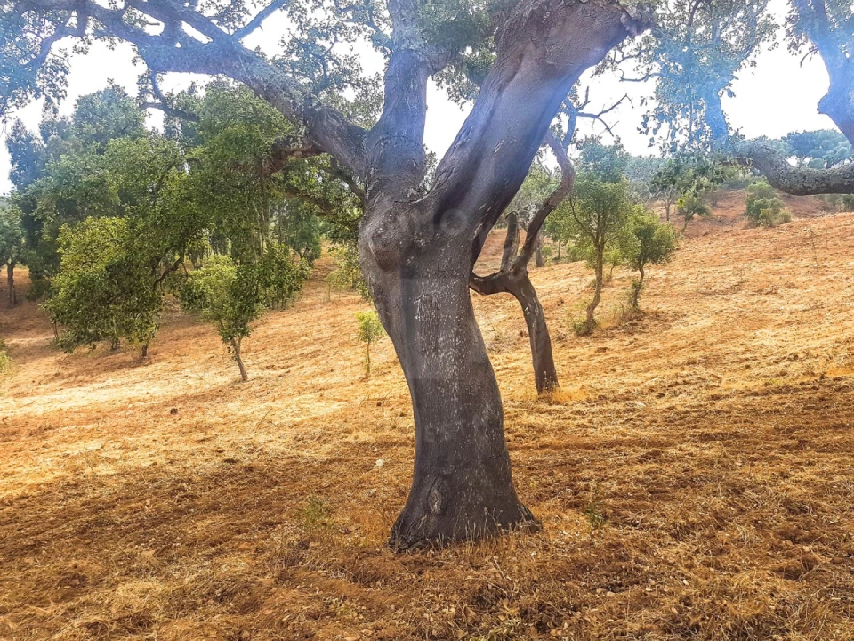 Terreno para Venda em Santiago do Cacém, Santa Cruz e São Bartolomeu da Serra Foto 5