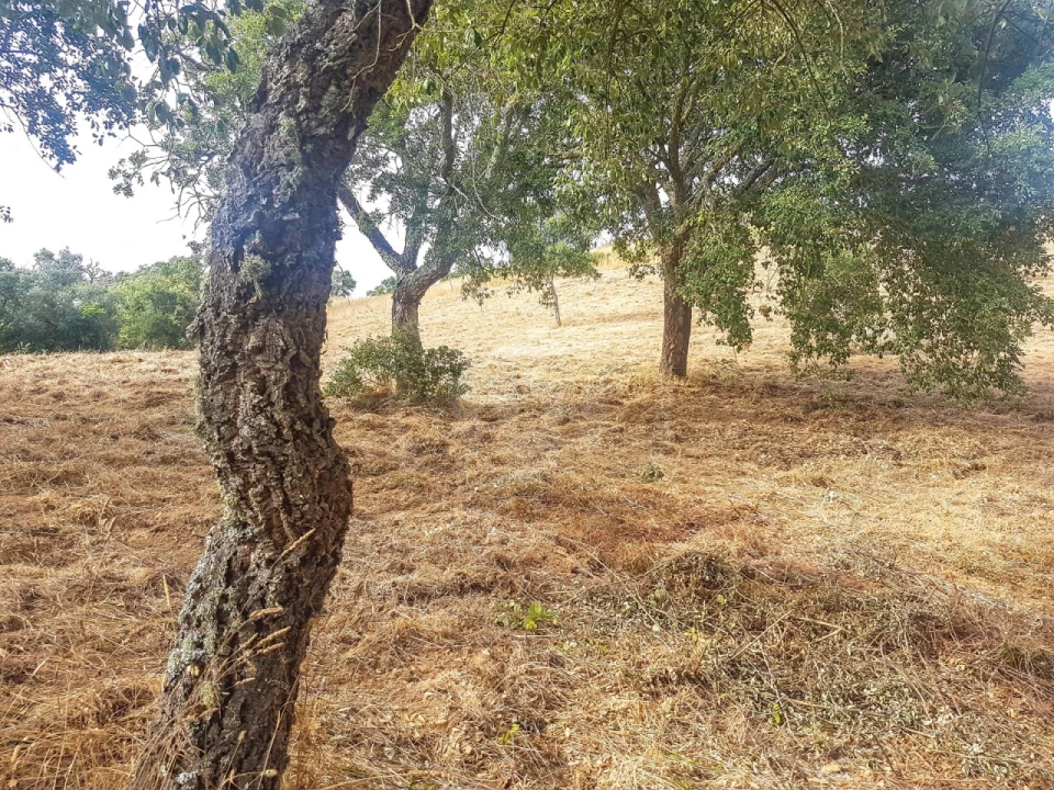 Terreno para Venda em Santiago do Cacém, Santa Cruz e São Bartolomeu da Serra Foto 6