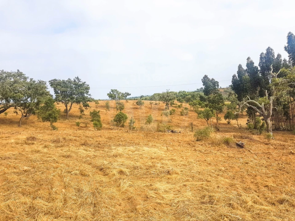 Terreno para Venda em Santiago do Cacém, Santa Cruz e São Bartolomeu da Serra Foto 8