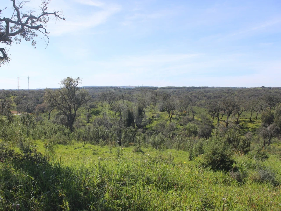 Terreno para Venda em Santiago do Cacém, Santa Cruz e São Bartolomeu da Serra Foto 11