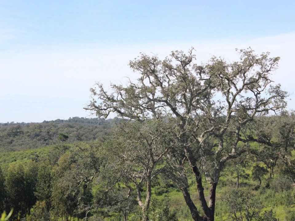 Terreno para Venda em Santiago do Cacém, Santa Cruz e São Bartolomeu da Serra Foto 15