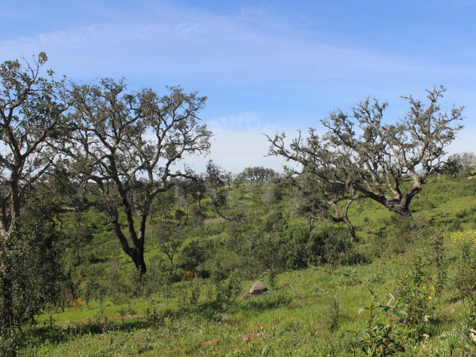 Terreno para Venda em Santiago do Cacém, Santa Cruz e São Bartolomeu da Serra Foto 19